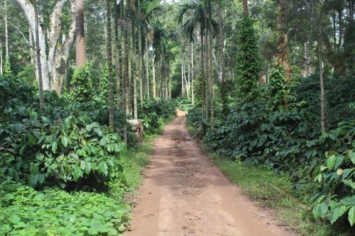 a dirt road in the middle of a forest at Whistling Woods Farm Stay in Kushālnagar