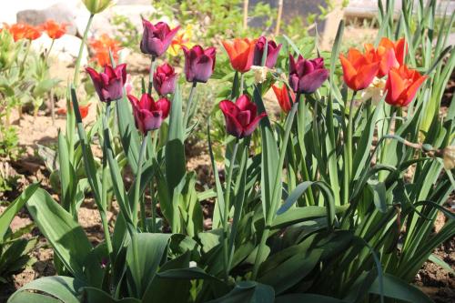 a bunch of red tulips in a garden at Samenkönig Pschait Handels GmbH in Gamlitz