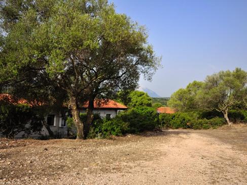 a house with a tree in the middle of a field at Agriturismo Didone in Dorgali