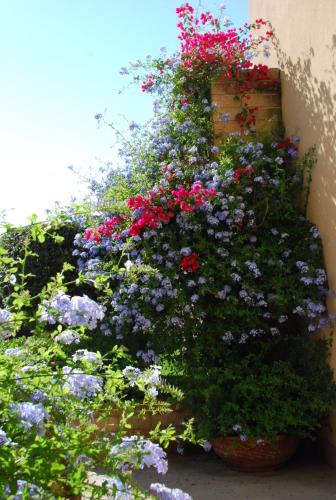 a bunch of flowers on the side of a building at Sul mare di Punta Ala in Punta Ala