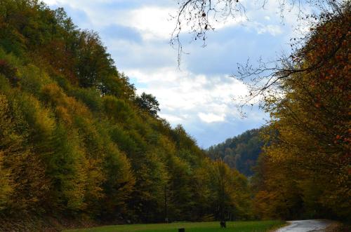 a road in the middle of a forest with trees at Pensiunea Magura in Baia Mare