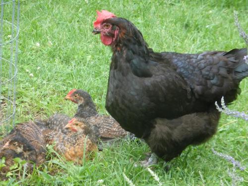 a black chicken and some chicks in the grass at Mulberry Lavender Farm and B&B in Mulberry
