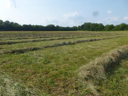 a field of hay with trees in the background at Mulberry Lavender Farm and B&B in Mulberry