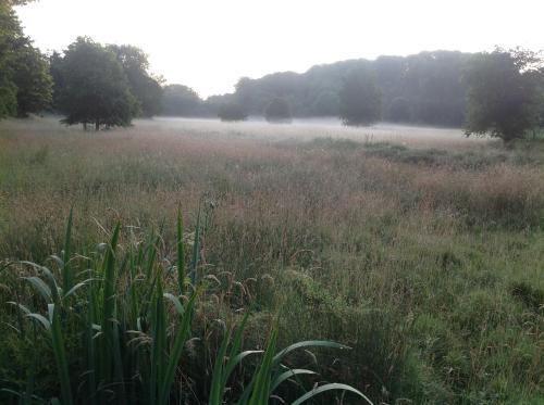 a field of grass with fog in the background at The Mill House in Berwick Saint James