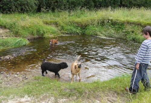 a boy and two dogs standing in a river at Orinoco Country Retreat in Ngatimoti