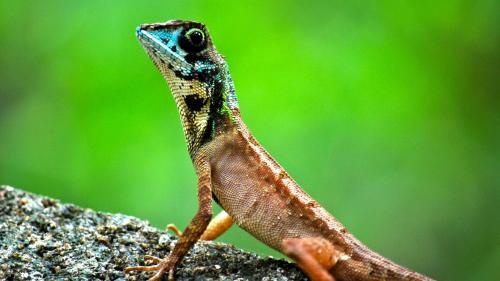 a lizard sitting on top of a rock at Singharaja Garden AGRO ECO Lodge in Pelawatta