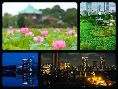 a group of four pictures of pink flowers and a city at APA Hotel Keisei Ueno Ekimae in Tokyo