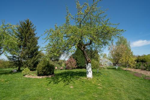 Κήπος έξω από το Dom w Domu - Izera Glamping