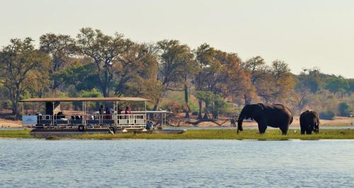 a group of people on a boat with elephants near the water at River View Lodge in Kasane