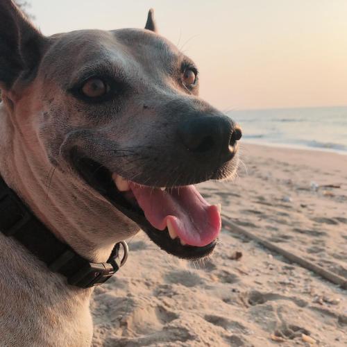 a dog on the beach with its tongue out at P.O.E Posh Homestay in Cha Am