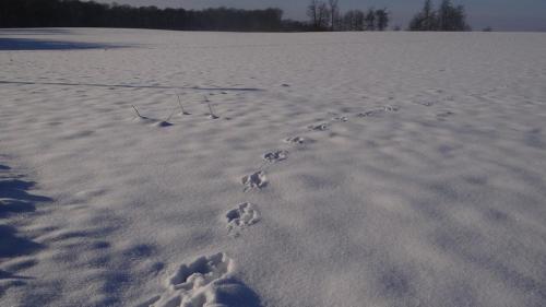 a snow covered field with footprints in the snow at Gîte des Planches Le Pit in Saint-Bresson