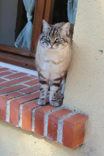 a cat is sitting on a brick doorstep at Gîtes à l'ombre des chênes in Châteauvieux