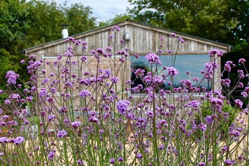 a garden with purple flowers in front of a wooden fence at The Oaks Glamping - Pips Cabin in Colkirk