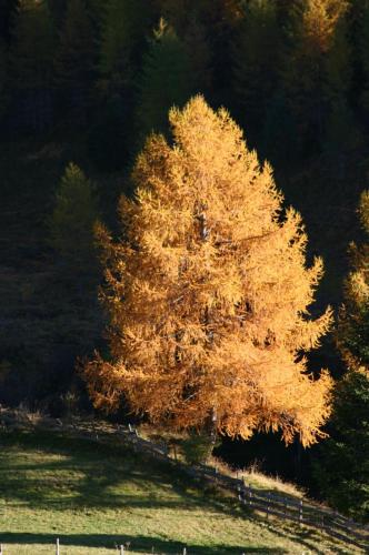 a tree in a field next to a fence at Obervostlhaus - Sehr schöne gemütliche Almhütte der besonderen Art in Ebene Reichenau