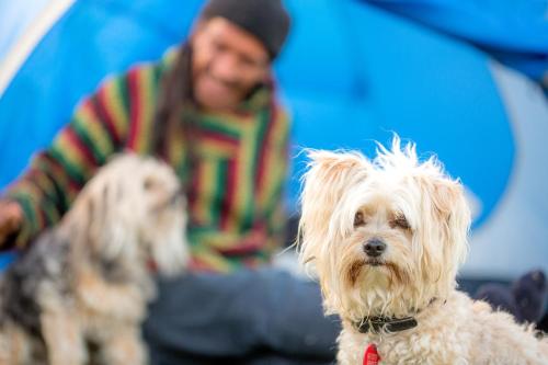 Husdjur som bor med gäster på Tasman Holiday Parks - Beachaven