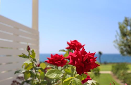 a bush of red flowers in front of a fence at Mareggio Exclusive Residences & Suites in Gythio