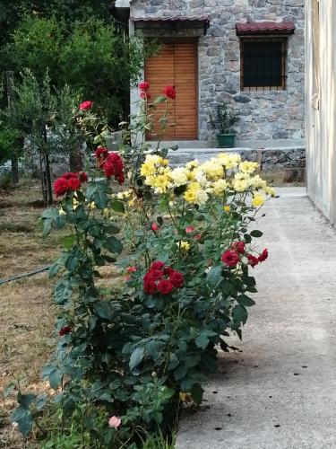 a bush of flowers in front of a building at Apartman Aronia in Kotor