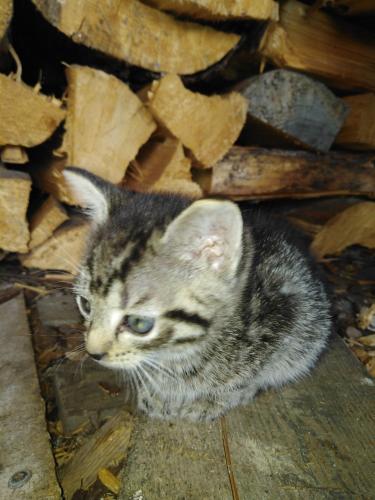 a kitten sitting in front of a pile of wood at Landpension Haupt in Sebnitz