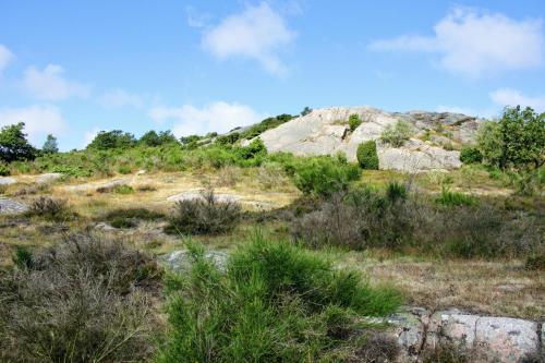 a hillside with rocks and grass and bushes at NORDVIG bed & breakfast in Sandvig