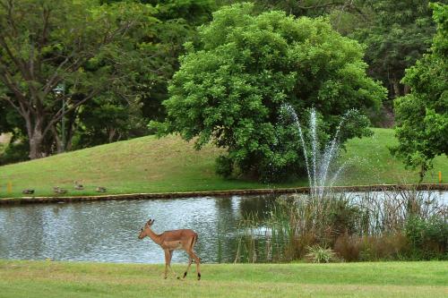 a deer walking in the grass near a pond at Kruger Park Lodge Unit No. 524 in Hazyview