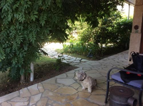 a dog standing next to a stone walkway at Chez Uli in Angresse