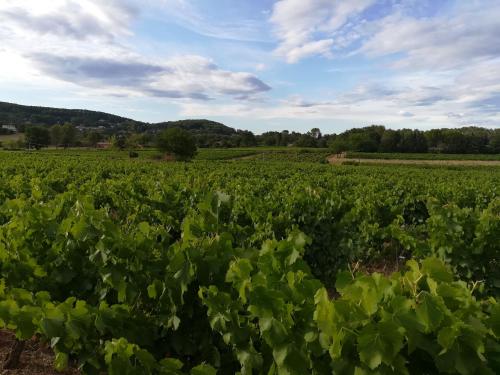 a field of celery crops on a farm at Villa COLIBRI in Lorgues