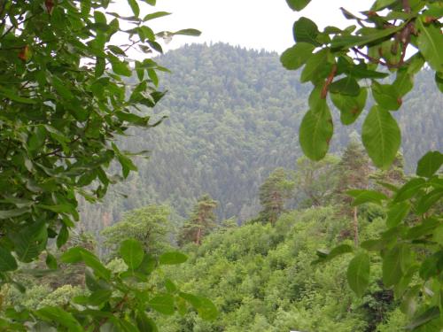 a view of a forested hillside with trees at Dalko in Borjomi