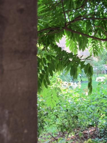 a view through the leaves of a tree at La Maison de Sophie in Nîmes