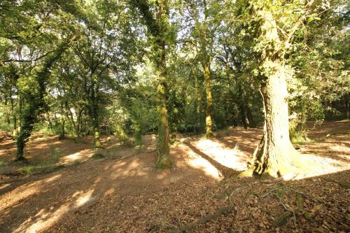 a tree in the middle of a forest at Quinta d'Areda Wine&Pool Experience in Fafe