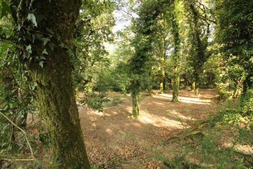 a wooded area with trees and a dirt trail at Quinta d'Areda Wine&Pool Experience in Fafe
