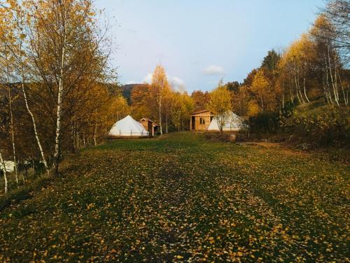 a large field with trees and tents in the background at Silver Trees - Glamping in Fresse-sur-Moselle