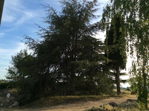 a large tree on the side of a dirt road at La Caseta Vella in Falset