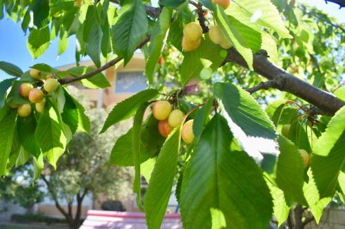 a bunch of fruits on a tree with leaves at Villa Dolphin Apartments in Petrovac na Moru