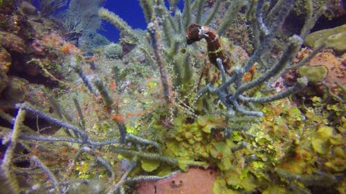 a fish is sitting on a coral reef at Wikkid Resort in Dixon Cove