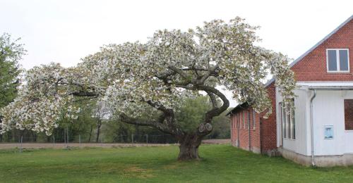 a tree with white flowers in a yard next to a house at Aktivitetshuset Solhjem in Hjørring