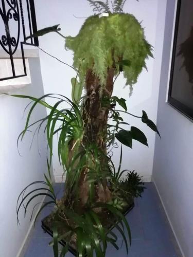 a fake tree with green plants in a room at Hotel Marli Plaza in Mocoa