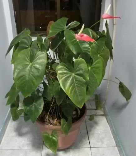 a plant with a red flower in a pot at Hotel Marli Plaza in Mocoa