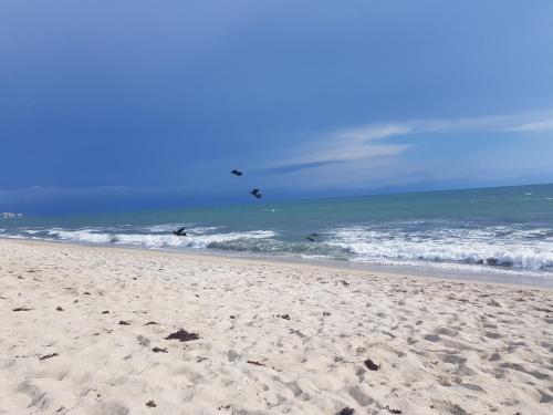 two birds flying over the ocean on a beach at Nuevo Vallarta flamingos beach en bahia de banderas in Nuevo Vallarta