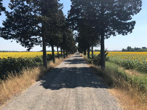 a dirt road with trees and a field of flowers at Airone Pisa Hotel Ristorante in Pisa