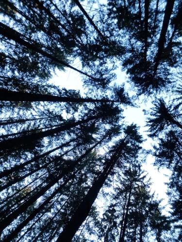 a view of the tops of trees in a forest at modernes Appartement Schwarzwald Nähe Freiburg in Winden im Elztal