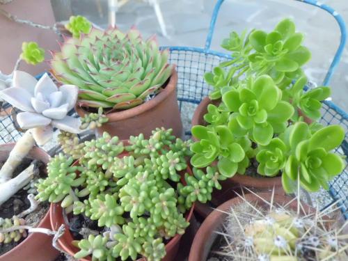 a group of potted plants sitting on a table at Casetta dei "Prati" in Vaglio di Basilicata