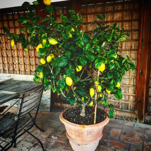 a lemon tree in a pot next to a bench at Podere Casanova in Montespertoli