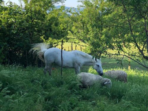 a white horse standing in a field with sheep at Ala di Maniero in Agriturismo Valdrago in Toscana, nel Verde Mugello sulle Colline di Firenze Autodromo Mugello Circuit in Borgo San Lorenzo