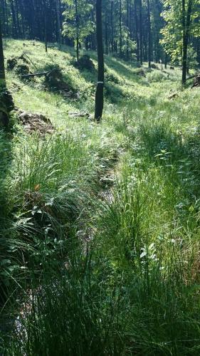 a field of tall grass in a forest with trees at Slovak cottage near Bratislava in the heart of the Carpathians in Modra