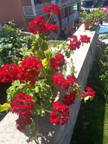 Ein Garten an der Unterkunft Apartman Solomonovic