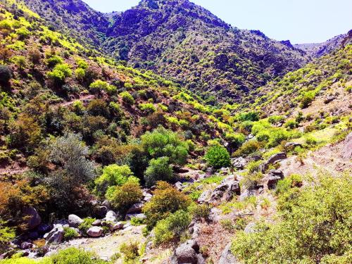 a view of a mountain with bushes and trees at Spring Family Guest House in Tersak