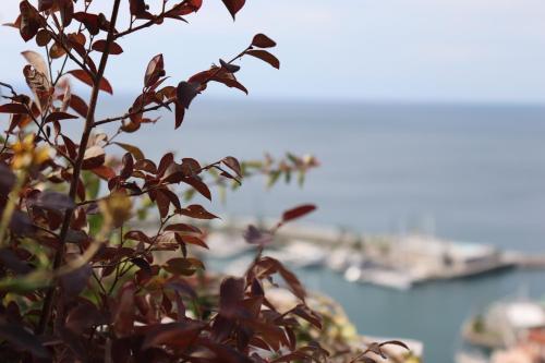 a plant with a view of the water and a boat at PORTOPICCOLO Luxury Penthouse Beach Included in Sistiana