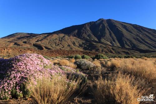 a mountain in the middle of a desert with flowers at Casa Grande Surf Hostel in El Médano