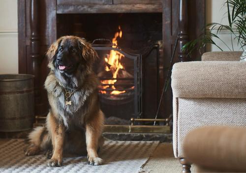 Pet or pets staying with guests at The Black Lion, Long Melford 