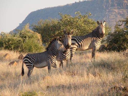three zebras standing in a field of tall grass at Grootberg Lodge in Damaraland